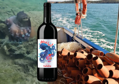 Casa dei Polpi: LaSelva bringt Wein und Meeresschutz zusammen