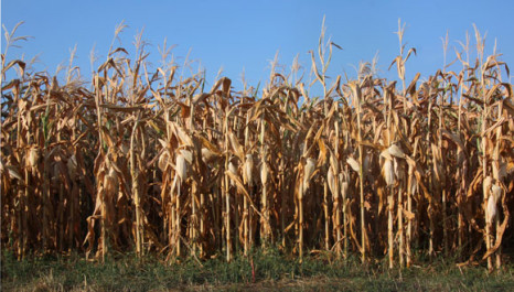 A&ouml;L fordert Strategie zum Klimarisikomanagement in der Ern&auml;hrungsbranche