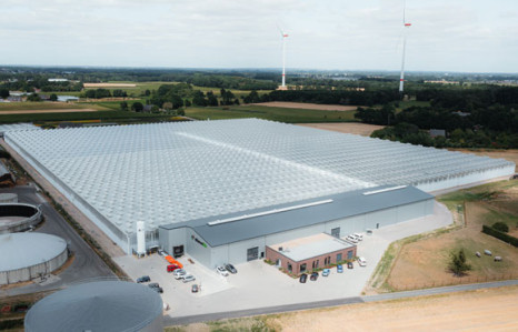 Aldi S&uuml;d bietet regionale Bio-Tomaten vom Niederrhein