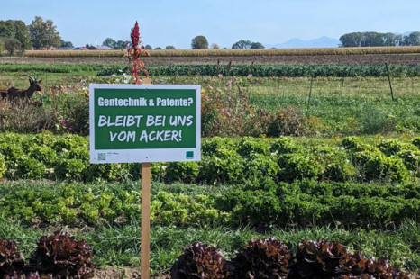 EU &ouml;ffnet Tore f&uuml;r Neue Gentechnik