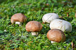 Ernährungswunder Pilze