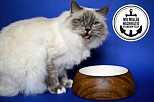 Mehr Bewusstsein für den ökologischen Pfotenabdruck von Hund und Katz!