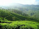 Darjeeling Tee wird Bio