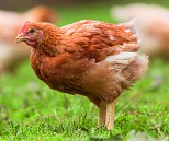 Bio-Hähnchen:
Regional produziert, einfach zubereitet