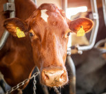 Neues Tierschutzgesetz: Ende der Anbindehaltung in zehn Jahren