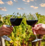 Alkoholfreier Bio-Wein: Deutschland stellt Antrag auf EU-Zulassung