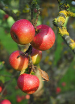 Apfel essen ohne Allergie