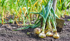 Landwirtschaft und Beratung im Austausch zum Bio-Zwiebel-Anbau
