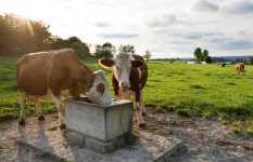 Bioland und Naturland setzen Orientierungspreis für Milch