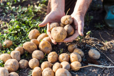 Saisonstart Bio-Kartoffeln