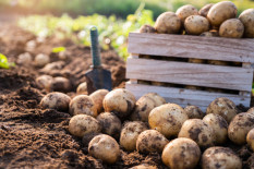 Bio-Frühkartoffelsaison ist positiv angelaufen