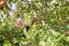 Stark im Export: Bio-&Auml;pfel aus S&uuml;dtirol&nbsp;