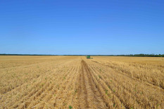 Grain ohne Deal &ndash; bedrohte Erfolgsgeschichte