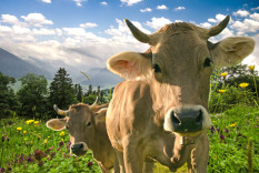 Aktion Agrar warnt vor R&uuml;ckschritten in der Weidehaltung