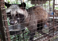 Schleichkatzen leiden f&uuml;r die Kaffeeproduktion