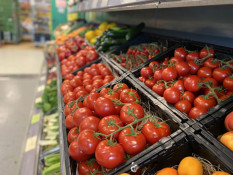 Saisonstart Bio-Tomaten