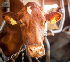 Neues Tierschutzgesetz: Ende der Anbindehaltung in zehn Jahren