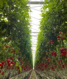 Regionale Bio-Tomaten werden knapp