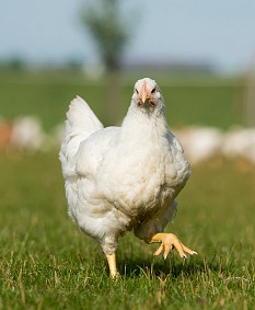 Bio-Geflügelschlachterei in Nordbayern