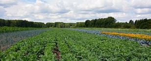 Maschinenvorführung - dem Kraut geht&rsquo;s an den Kragen