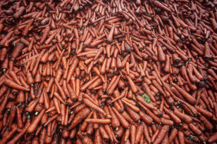 Lagerverluste von Bio-Obst und -Gemüse minimieren