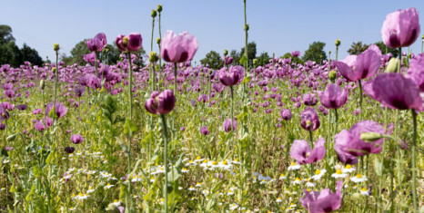 Bio-Nachfrage &uuml;bersteigt heimisches Angebot