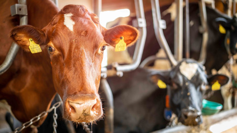 Neues Tierschutzgesetz: Ende der Anbindehaltung in zehn Jahren