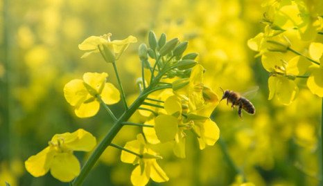 Deutsche Umwelthilfe klagt gegen Zulassung von Insektiziden mit Deltamethrin