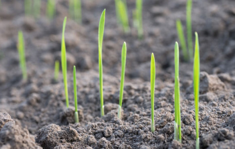 IG Saatgut l&auml;dt zu Feldgespr&auml;chen