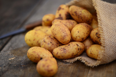 Herausfordernder Saisoneinstieg: Bio-Kartoffeln sind knapp