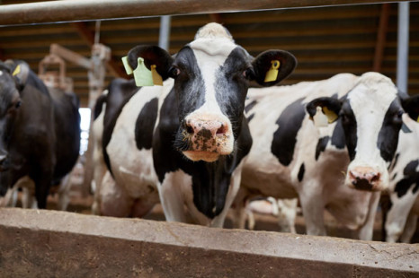 Tierethik ist Kern des modernen Veganismus
