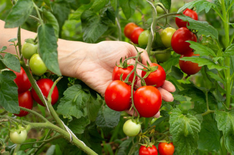 Saison der Bio-Tomaten aus Deutschland geht zu Ende