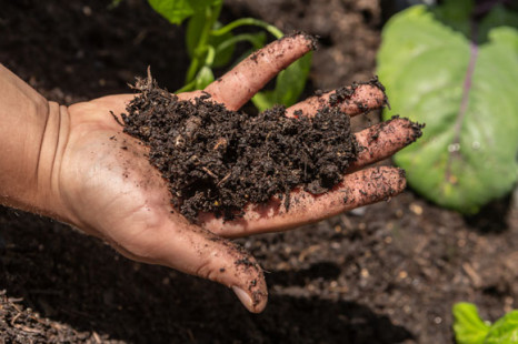 Internationale Bio-Branche veröffentlicht Statement zur regenerativen Landwirtschaft