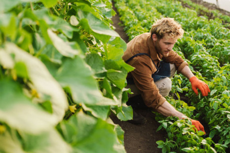 Welternährungstag 2025: Bio-Landwirtschaft als Schlüssel zur Ernährungssicherheit