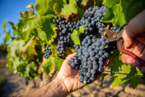 Neue PIWI-Datenbank b&uuml;ndelt Praxiswissen