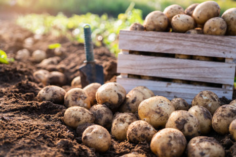 Bio-Frühkartoffelsaison ist positiv angelaufen