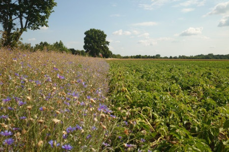 Bündnis fordert Politikwechsel für mehr Biodiversitätsschutz