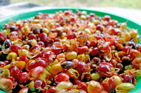 Trendgetränk Cascara