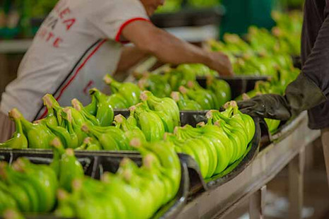 Uniban: Fünftgrößter Bananenexporteur der Welt setzt auf neuen Hafen, Shared-Value-Strategie und Nachhaltigkeit