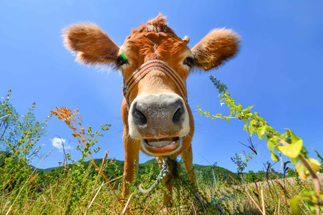 Quo vadis, Bio-Fleisch?