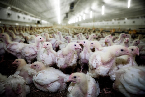 Über 300.000 Bürger fordern einen EU-Kommissar für Tierschutz
