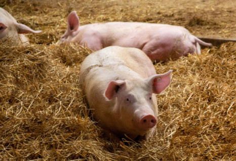 Tierhaltungskennzeichnung wird nochmal verschoben