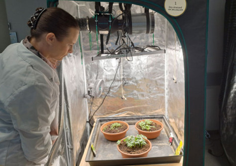 Vitalit&auml;t statt Pestizide: Forschung zu neuen Wegen f&uuml;r die Landwirtschaft