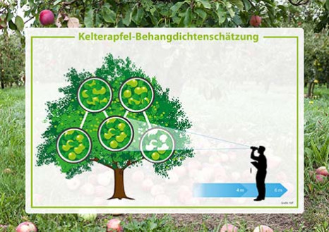 Streuobsternte 2025 besser als erwartet