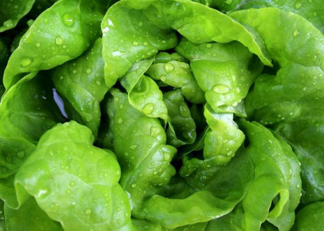 Salate im Wareneingang