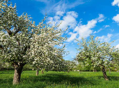 BKI vergibt erstes Bio-Gruppenzertifikat in Deutschland