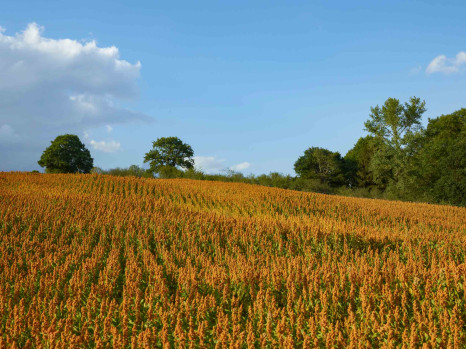 Quinoa-Haferdrink – made in Belgium