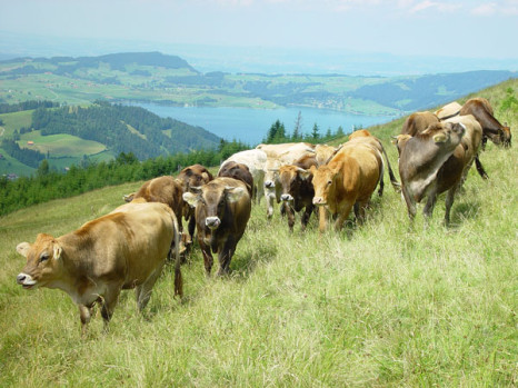25 Jahre Bio Weide-Beef