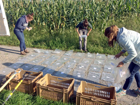 Mikrobiom im Boden: Schlüssel für gesunde Pflanzen