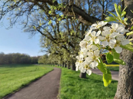 Neuer Frühblührekord bei Apfelbäumen